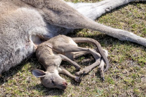 A dead kangaroo and its joey, also dead.