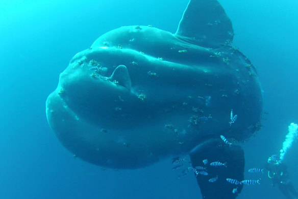 A generic photo of an adult sunfish, with a diver in the bottom right for scale.
