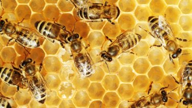 Bees do a lot more than make honey.