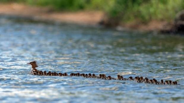 A brood of 76 ducklings following their mother in Minnesota.