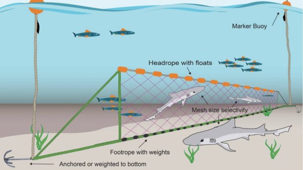 Gillnets are attached to the sea ocean and float vertically tethered to buoys.