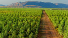 Quintis Group had large plantations of Indian sandalwood trees in WA and the NT but collapsed for the second time in six years. 