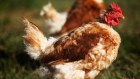 Six years ago, ProTen was producing 68 million birds or 11 per cent of Australia’s supply. Today’s figures are around 133 million chooks and 19 per cent market share.