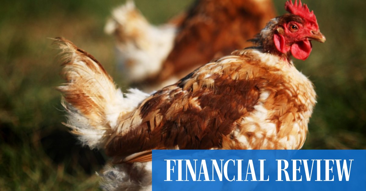 Aware Super, Roc fait appel aux banquiers de ProTen, producteur de poulet n°1 à 1 milliard de dollars