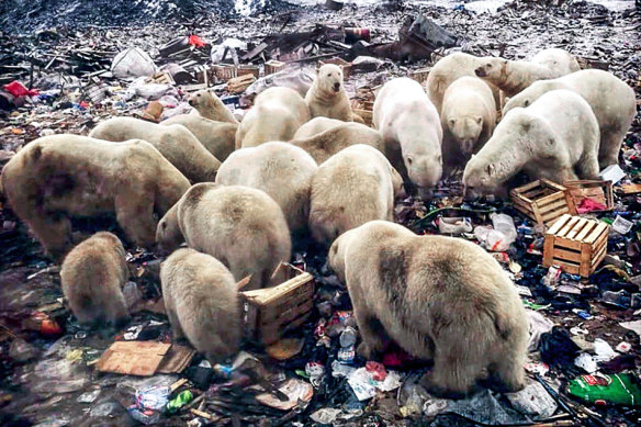 Polar bears are a serious risk on the Russian archipelago of Novaya Zemlya, where Putin's political opponent, Ruslan Shaveddinov was sent. 