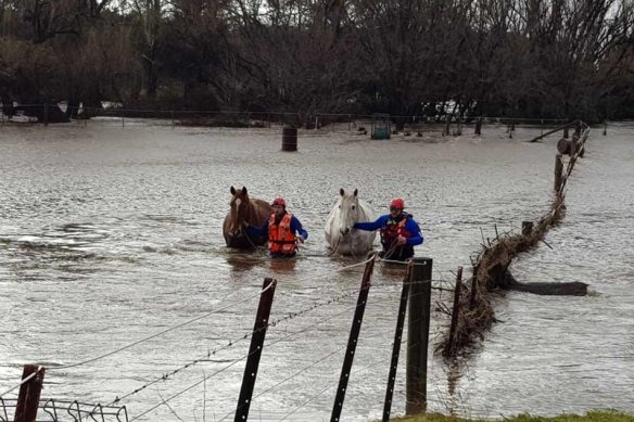 NSW SES flood rescuers retrieve two horses from floodwaters at Bungendore near Canberra on Sunday.