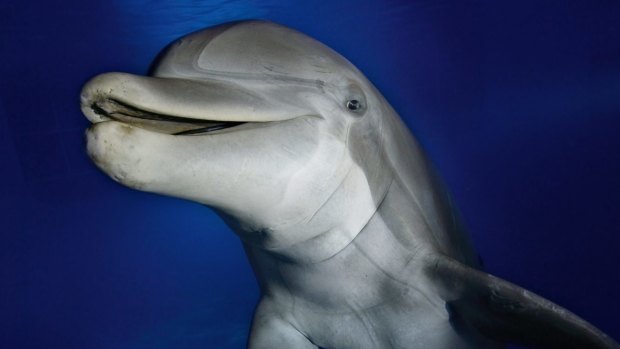 Bottlenose dolphins understand then role of their partner when completing joint tasks.