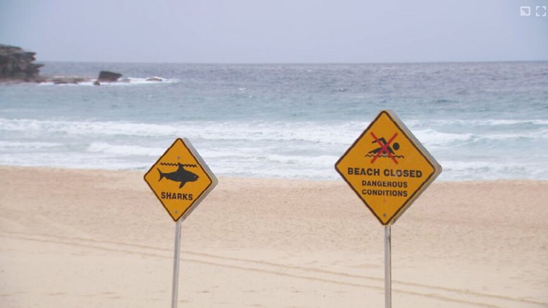 Sydney beaches closed for third consecutive day after shark sighting