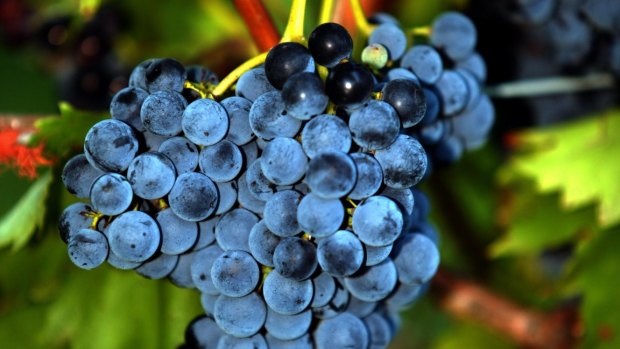 Investors who allegedly received negligent financial advice to invest in a spate of failed investment schemes, such as grape-growing, will have another chance to pursue compensation.