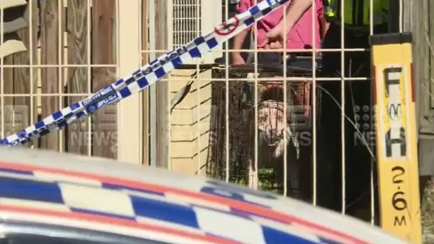 The council seized the dogs after the fatal attack in Maryborough.