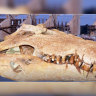 Kununurra croc skull back in safe hands after 72-hour search