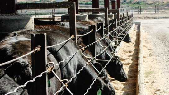 Angus cattle at a feedlot in Central Victoria. 