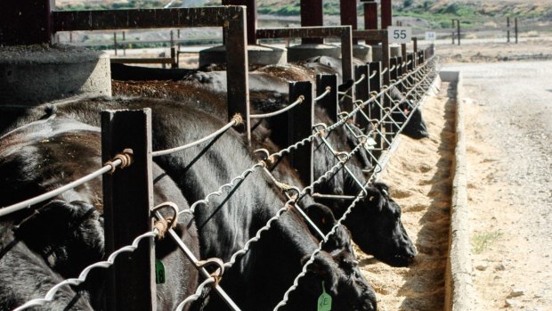 Harvey Beef proposes state's biggest intensive cattle feedlot in Wheatbelt