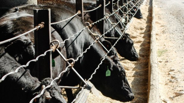 Angus cattle at a feedlot in Central Victoria. 