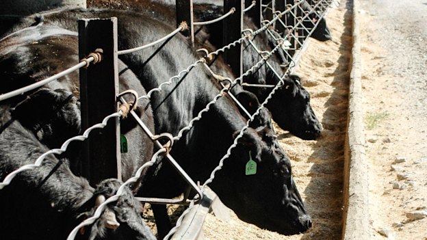 Angus cattle at a feedlot in Central Victoria. 