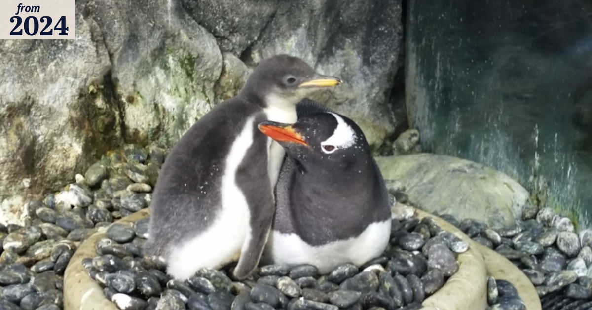 Sphen: One half of Sydney Aquarium gay penguin couple dies