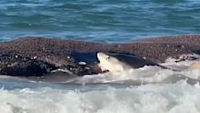 Beachgoers were told to stay out of the water before sharks pounced on a whale carcass.
