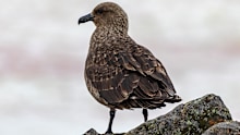 A brown skua is the first confirmed case of H5 bird flu in Tasmania