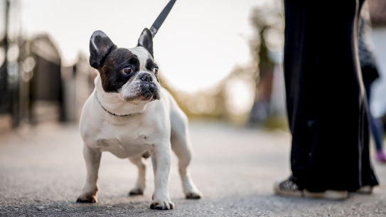 Remember those tough days when you hit a low and how the dogs, sensing your distress, cuddled in to you as if to absorb your pain.