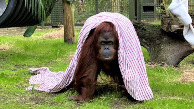 Sandra, a 33-year old orang-utan, settles into her new home at the Centre for Great Apes in Wauchula, Florida.