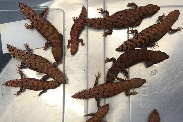 Colin Warwick has pled guilty to exporting or attempting to export reptiles to Asia and Europe, including Eastern Pilbara spiny-tailed skinks.