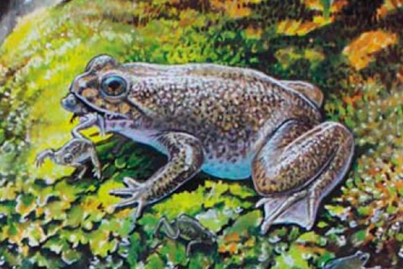 The gastric-brooding frog, native to Queensland.