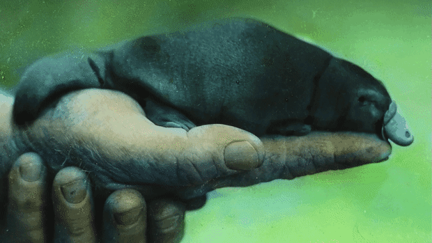 Platypus diplomacy was all the rage but it often did not end well for the distinctive Australian animal..