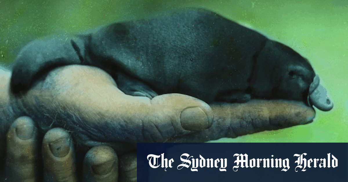 Winston the platypus was shipped to England. Has his mystery death at sea been solved?