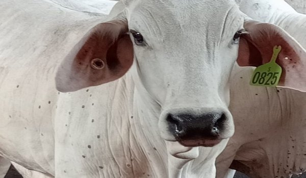 One of the Australian cattle which tested positive to lumpy skin disease after being unloaded in Jakarta.