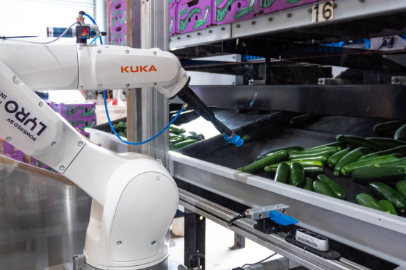 A Lyro robot at work on a zucchini farm.