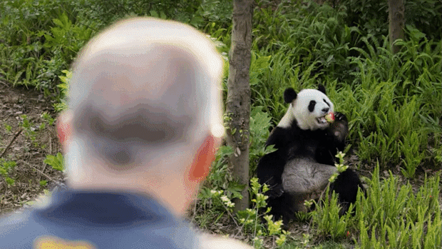 Anthony Albanese and Fu Ni.