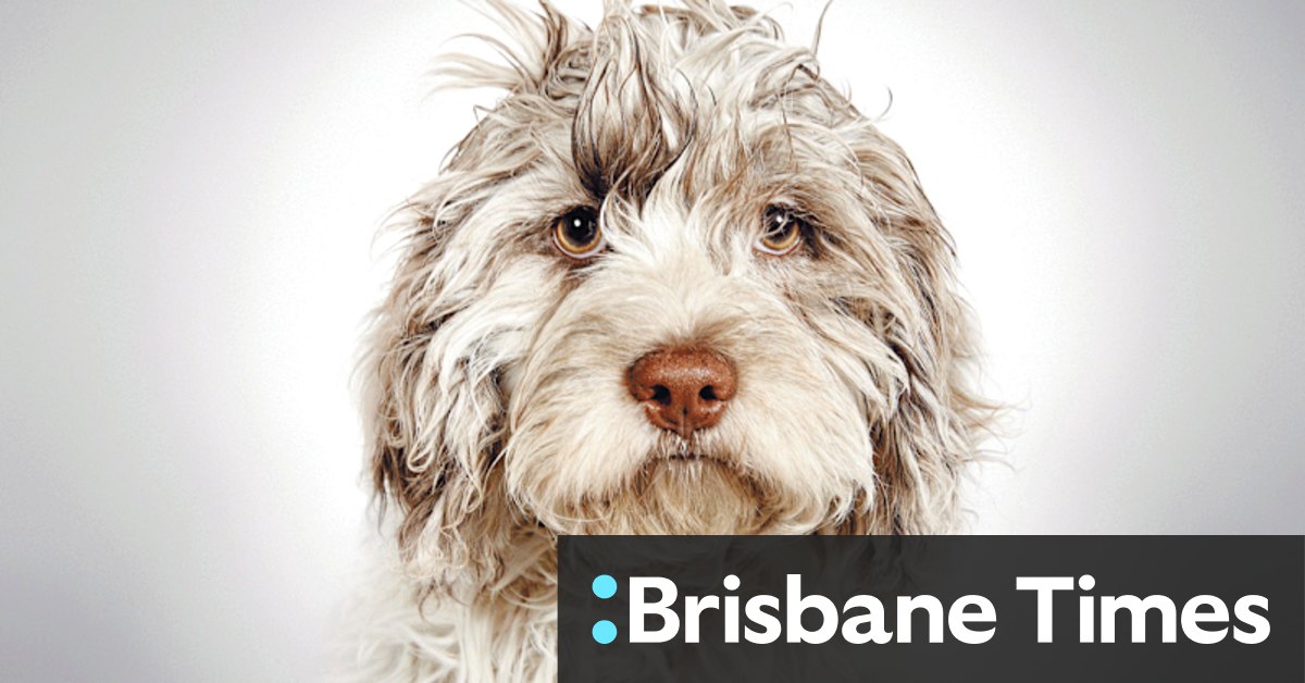 The canine ascendancy: Have we gone too far with man's best friend? - Vimarsana News