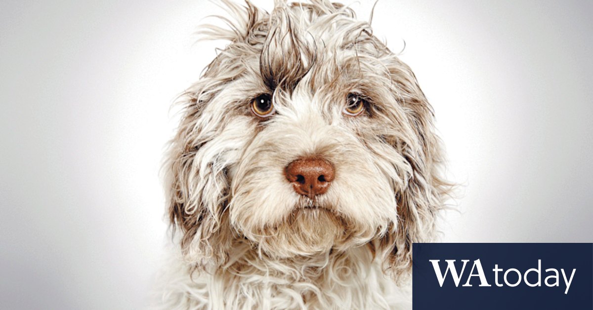 The canine ascendancy: Have we gone too far with man's best friend? - Vimarsana News
