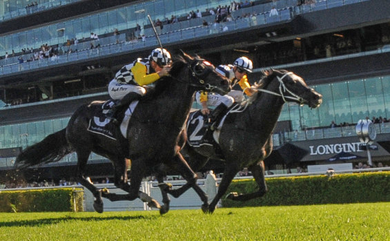 Derby duel: Nobu gets the better of Carif At Randwick on Saturday, in a finish that could replicated in the Queensland Derby in a fortnight. 