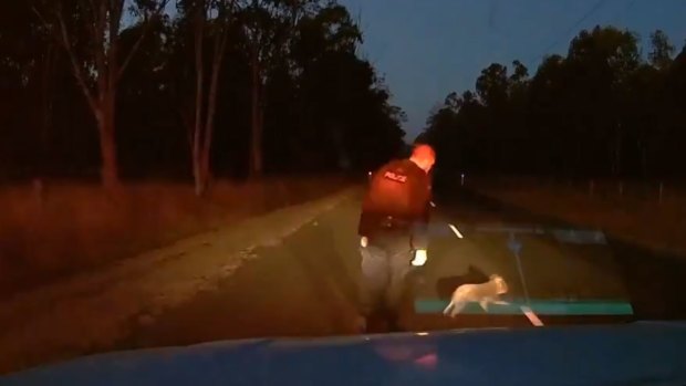 The koala moved off the road when approached by Senior Constable Reid.