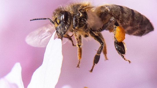Bees became trapped in the woman's eye and fed off her tears.