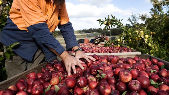 Shoppers happy to pay more for fruit and vegies if workers paid fairly