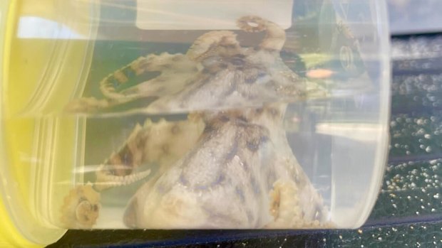 Paramedics treated a woman who was bitten by a blue-ringed octopus in Mosman.