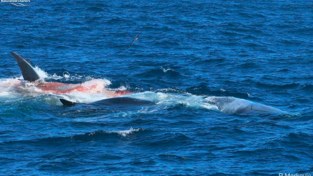Killer whales attack a blue whale off WA coast.