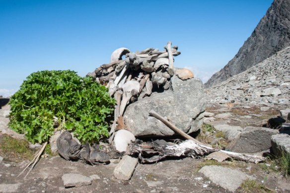 A pile of human bones at Roopkund Lake.