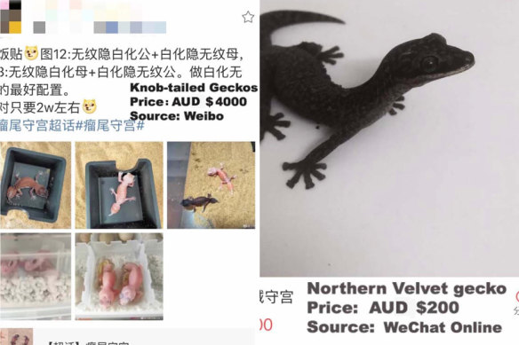 Lizards for sale on social media. Chinese consumers can purchase lizards online via sites like Taobao, China’s largest online marketplace.