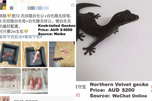 Live lizards online for sale online