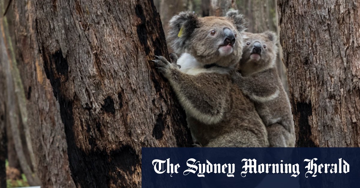 Good Weekend podcast: the plight and conservation of Australia's koalas - Vimarsana News