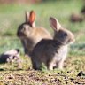 Rabbit populations are booming in rural and urban areas.