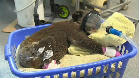 "Peter"at the Koala Hospital Port Macquarie was found injured at the Lake Innes Nature Reserve after bushfires. 