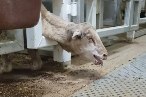 Footage from 2017 showing sheep dying in horrific conditions on a ship to the Middle East helped turn public opinion against live sheep trade.