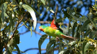 Taking flight: the critically endangered swift parrot