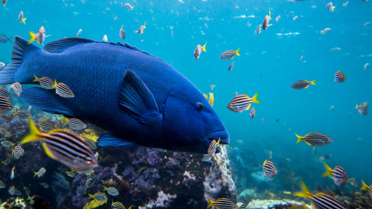 Photographer Jakob de Zwart has spent years capturing the famous Clovelly gropers.