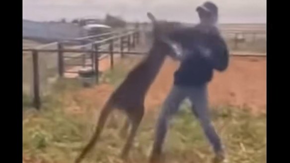 A Broken Hill man was allegedly filmed beating and torturing animals including kangaroos.
