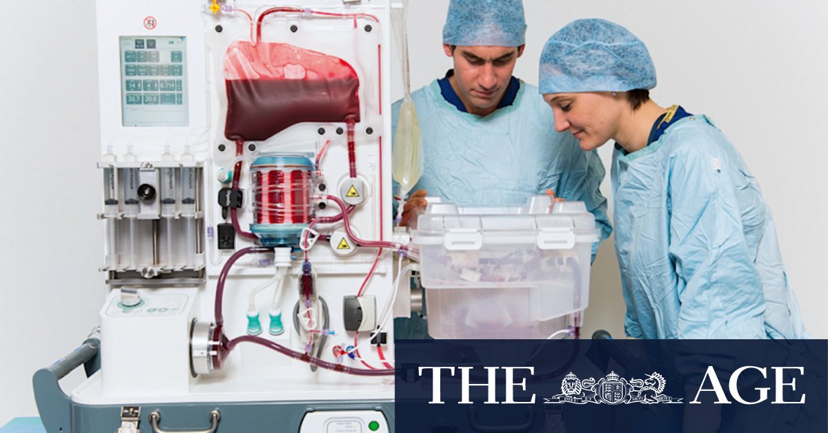 Why Sydney scientists kept two livers alive in a box for a week